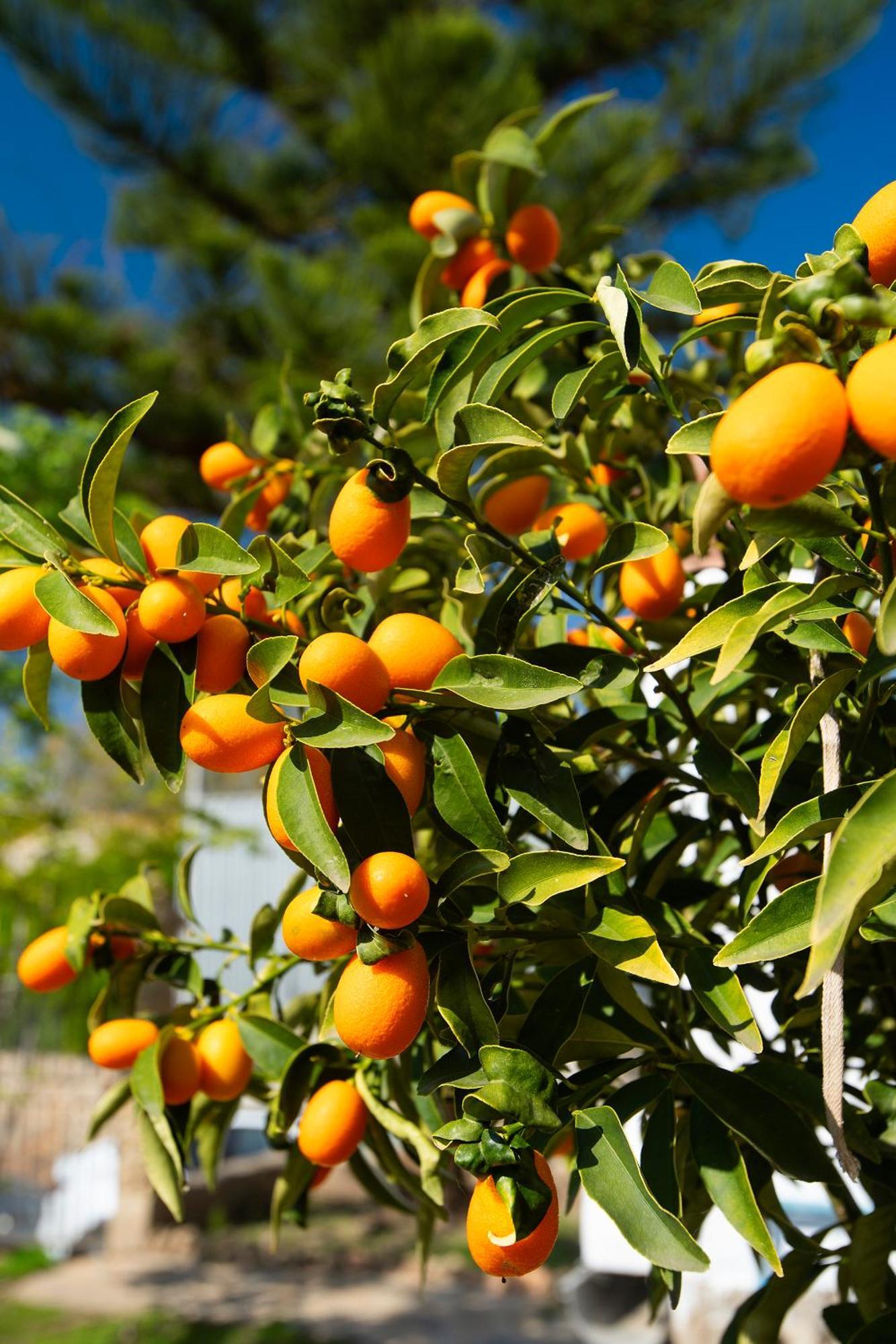 Lo Jardi De Benifallet Εξωτερικό φωτογραφία
